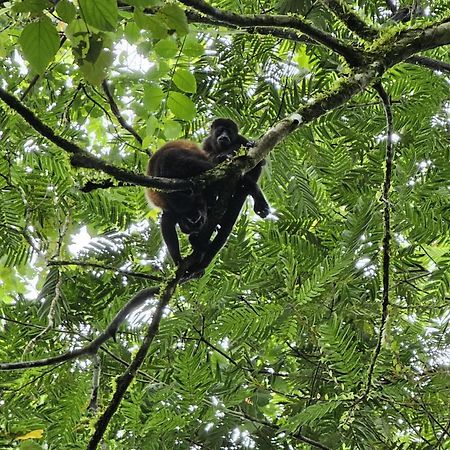 Bewak Cr Hotel Tortuguero Kültér fotó