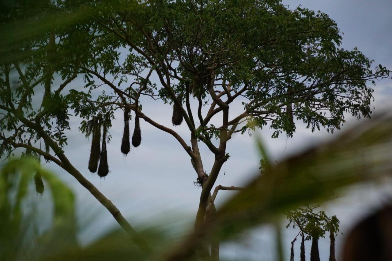 Bewak Cr Hotel Tortuguero Kültér fotó