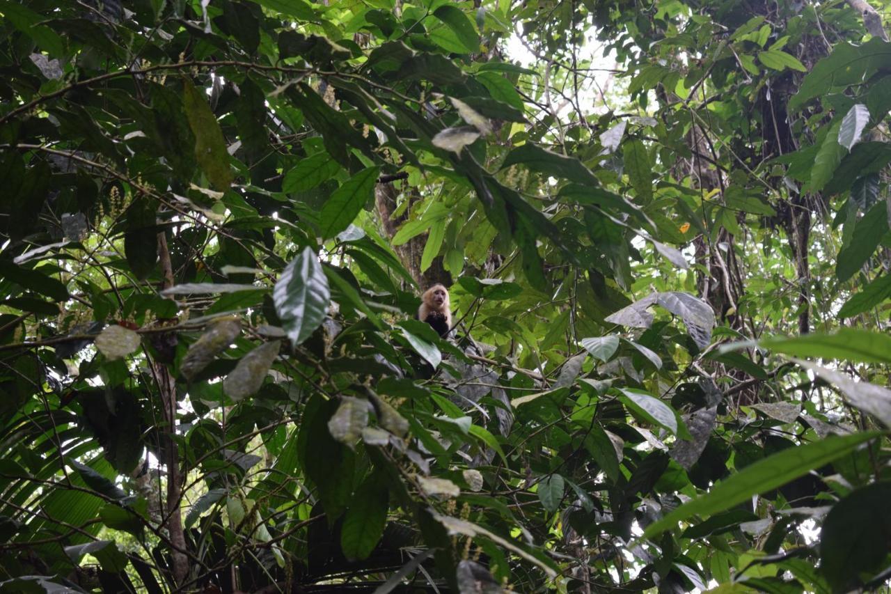 Bewak Cr Hotel Tortuguero Kültér fotó