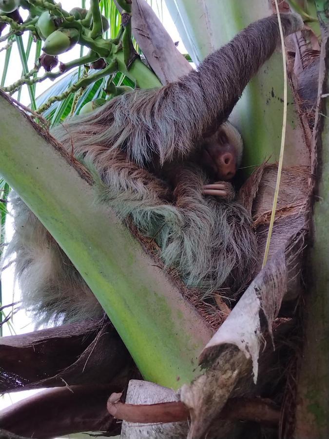 Bewak Cr Hotel Tortuguero Kültér fotó