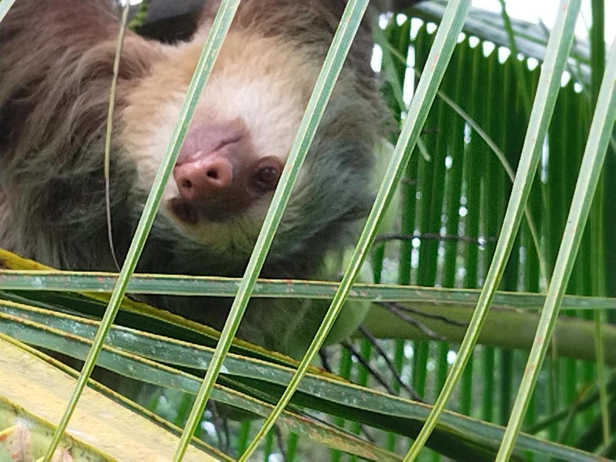 Bewak Cr Hotel Tortuguero Kültér fotó