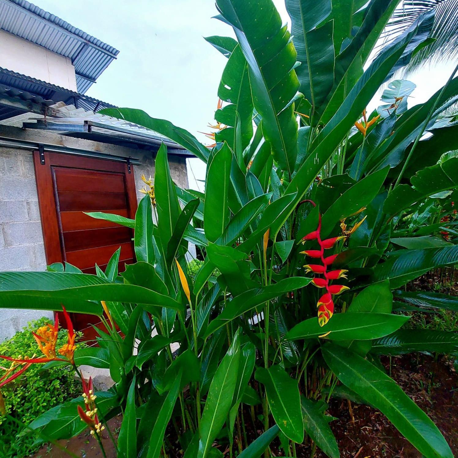 Bewak Cr Hotel Tortuguero Kültér fotó