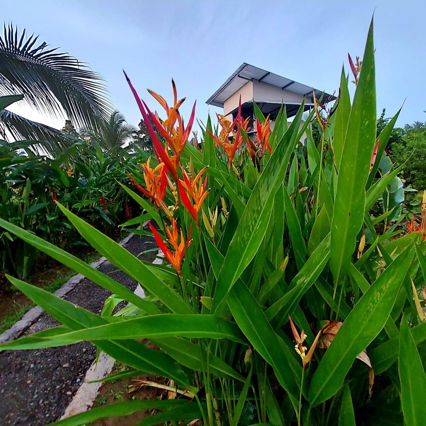Bewak Cr Hotel Tortuguero Kültér fotó