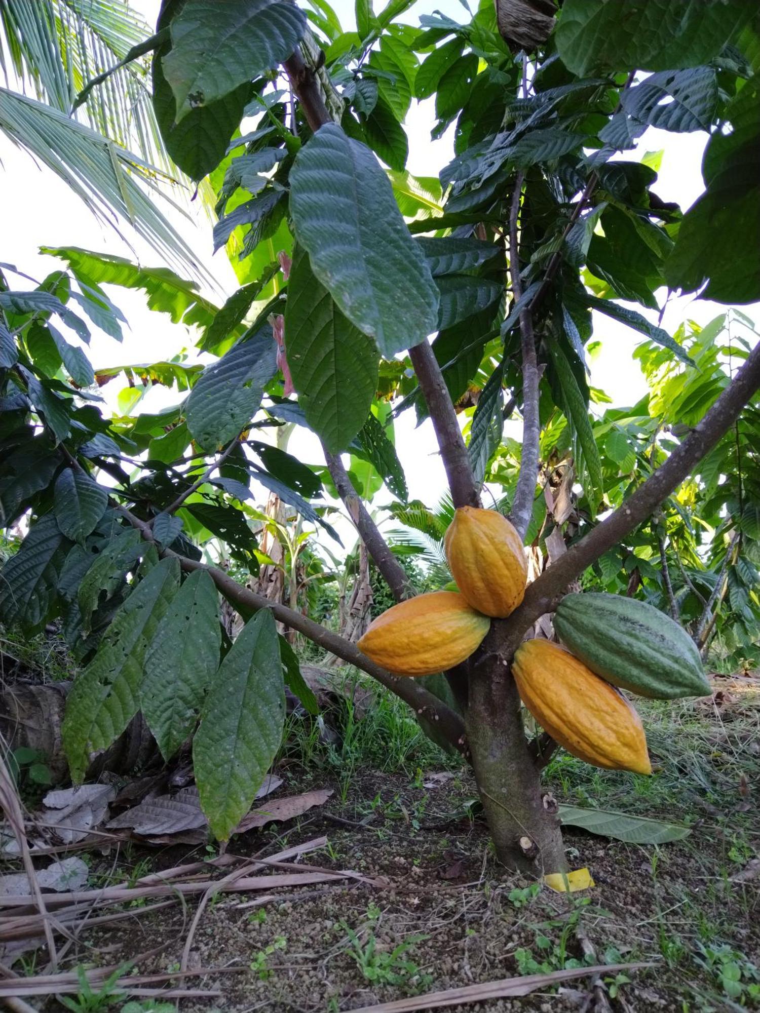 Bewak Cr Hotel Tortuguero Kültér fotó