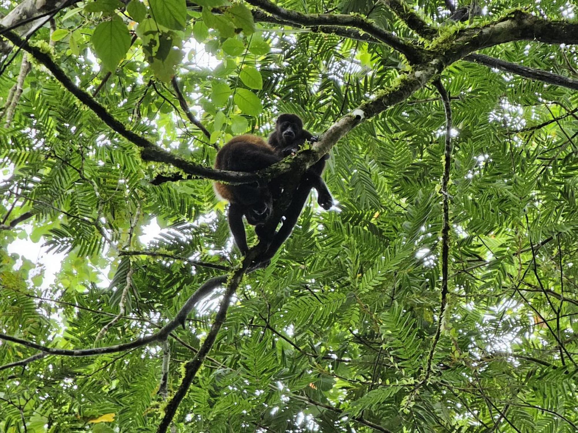 Bewak Cr Hotel Tortuguero Kültér fotó